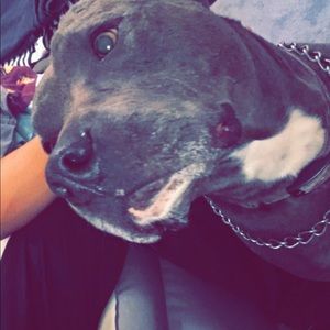 Meet your Posher, Wyatt